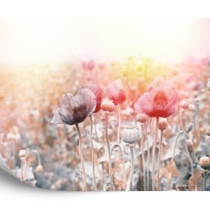 Papier Peint Champ De Coquelicots – Image 2