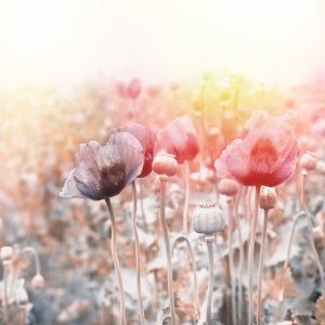 Papier Peint Champ De Coquelicots – Image 1