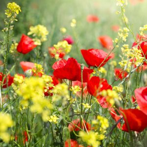 Papier Peint Prairie De Coquelicots – Image 1