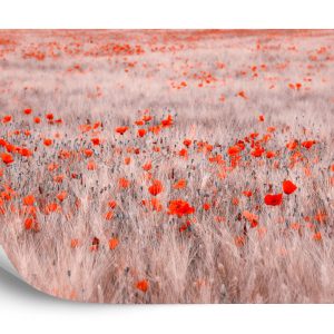 Papier Peint Champ De Coquelicots – Image 2