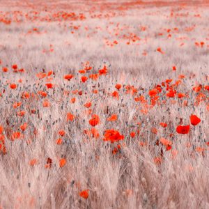 Papier Peint Champ De Coquelicots – Image 1