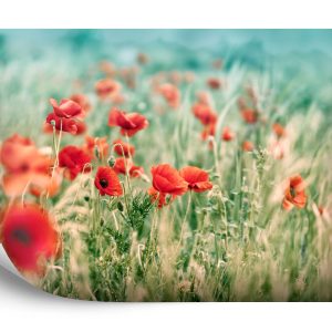 Papier Peint Coquelicots Sauvages Sur La Prairie – Image 2