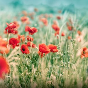Papier Peint Coquelicots Sauvages Sur La Prairie – Image 1