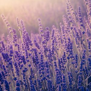 Papier Peint Forêt Dans Le Brouillard – Image 1