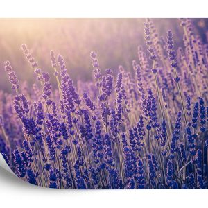 Papier Peint Forêt Dans Le Brouillard – Image 2