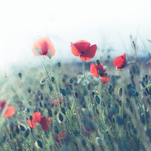 Papier Peint Champ De Coquelicots – Image 1