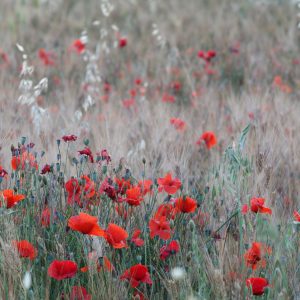 Papier Peint Champ De Coquelicots – Image 1