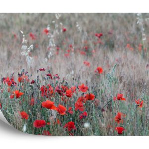 Papier Peint Champ De Coquelicots – Image 2