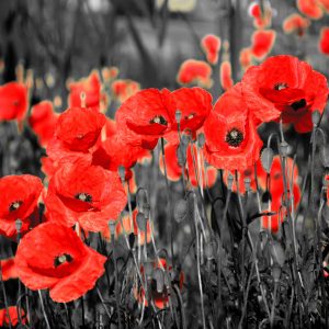 Papier Peint Fleurs De Coquelicots – Image 1