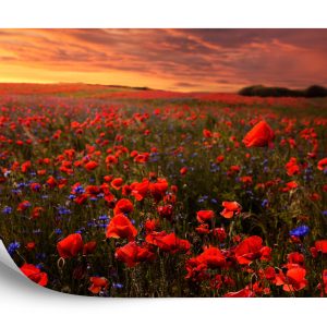 Papier Peint Champ De Coquelicots – Image 2