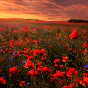 Papier Peint Champ De Coquelicots – Image 1