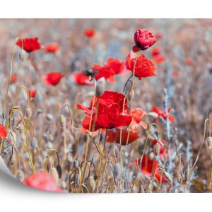 Papier Peint Coquelicots Meadow Vintage – Image 2