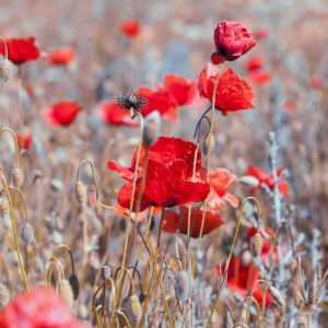 Papier Peint Coquelicots Meadow Vintage – Image 1