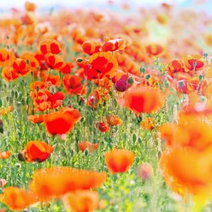 Papier Peint Champ De Coquelicots Rouges – Image 1