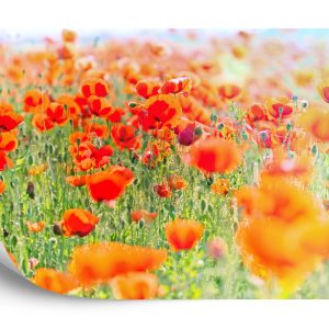 Papier Peint Champ De Coquelicots Rouges – Image 2