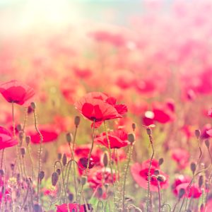 Papier Peint Coquelicots Sauvages – Image 1