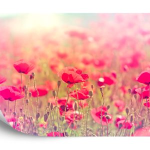 Papier Peint Coquelicots Sauvages – Image 2