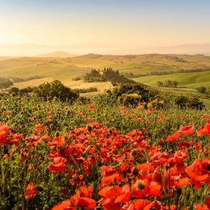 Papier Peint Champ De Coquelicots – Image 1