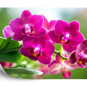 Papier Peint Garçon Herbes Nature – Image 2