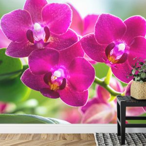 Papier Peint Garçon Herbes Nature – Image 7