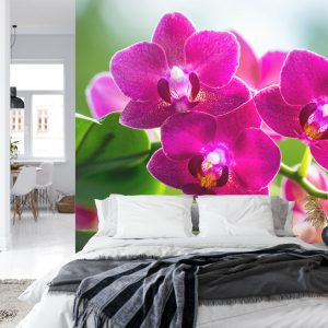 Papier Peint Garçon Herbes Nature – Image 8