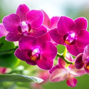 Papier Peint Garçon Herbes Nature – Image 1