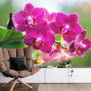 Papier Peint Garçon Herbes Nature – Image 4