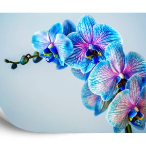 Papier Peint Orchidée Colorée – Image 2