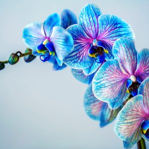 Papier Peint Orchidée Colorée – Image 1