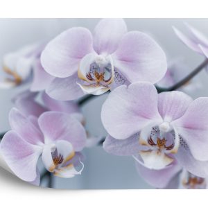 Papier Peint Herbes De Beau Garçon – Image 2