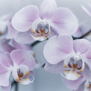 Papier Peint Herbes De Beau Garçon – Image 1