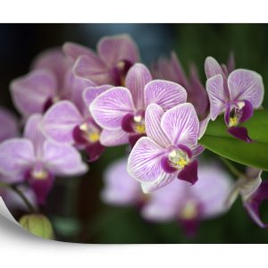Papier Peint Belles Orchidées – Image 2
