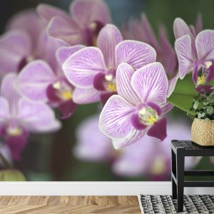 Papier Peint Belles Orchidées – Image 7