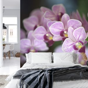 Papier Peint Belles Orchidées – Image 8