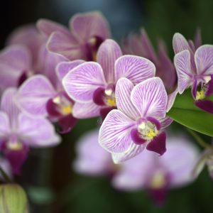 Papier Peint Belles Orchidées – Image 1