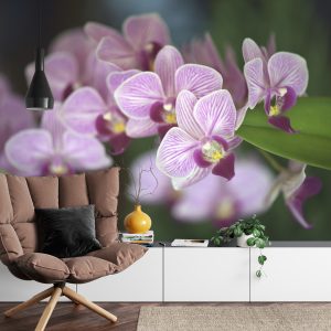 Papier Peint Belles Orchidées – Image 4