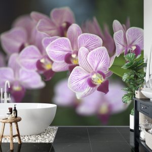 Papier Peint Belles Orchidées – Image 5
