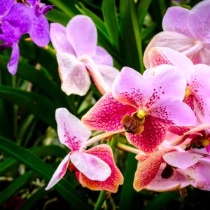 Papier Peint Orchidées Colorées 3D – Image 1