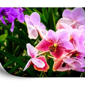 Papier Peint Orchidées Colorées 3D – Image 2