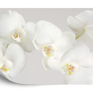 Papier Peint Beau Chou Blanc – Image 2