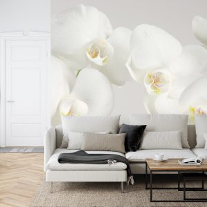 Papier Peint Beau Chou Blanc – Image 6