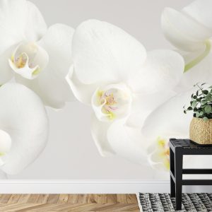 Papier Peint Beau Chou Blanc – Image 7