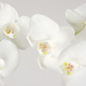 Papier Peint Beau Chou Blanc – Image 1