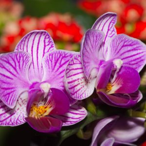 Papier Peint Optique Orchidée 3D – Image 1