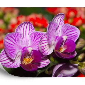 Papier Peint Optique Orchidée 3D – Image 2