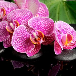 Papier Peint Spa Aux Orchidées – Image 1