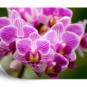 Papier Peint Bouquet D'orchidées – Image 2