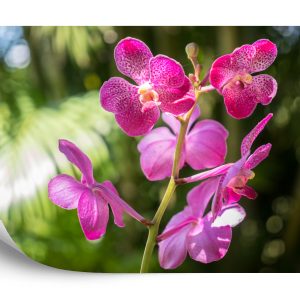 Papier Peint Belles Orchidées – Image 2