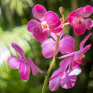 Papier Peint Belles Orchidées – Image 1