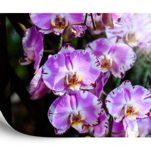 Papier Peint Belles Orchidées – Image 2